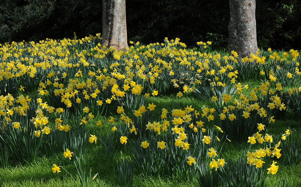 Exbury Gardens New Forest Daffodil Scene